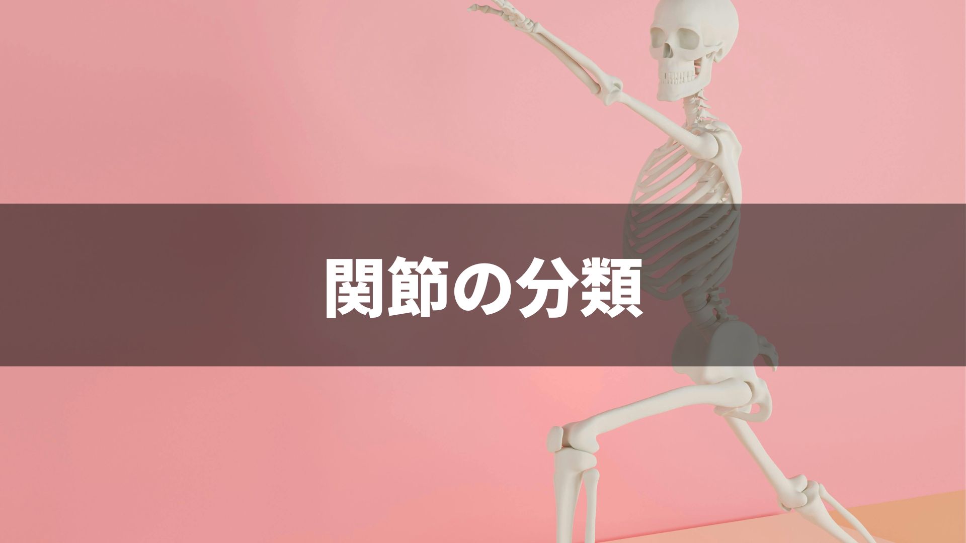 関節の分類を理解しよう ― 不動関節・半関節・可動関節 ―